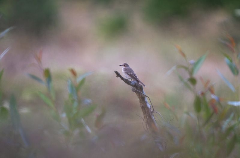 Серая мухоловкаphoto preview