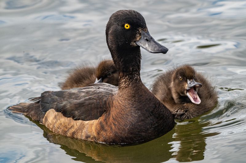 мурманск, черноголовая чернеть, птенцы, птицы Чернеть с птенцамиphoto preview