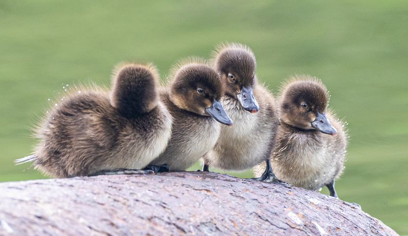 черноголовая чернеть, мурманск, птенцы, птицы Малышиphoto preview