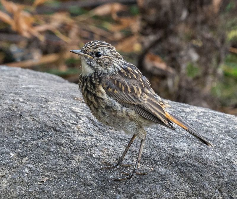 варакушка птенец птица мурманск Птенец варакушкиphoto preview