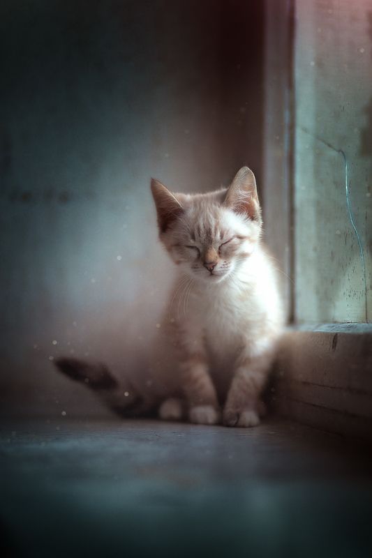 cats pets animals  homeless Потеряшкаphoto preview