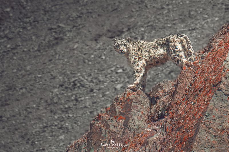 Snow leopard  on the top of cliffphoto preview