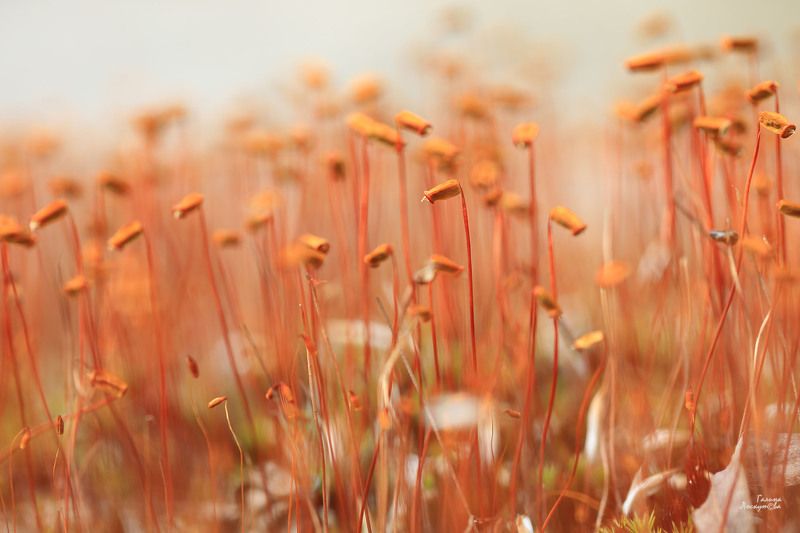 политрихум, болотное растение, тундра photo preview