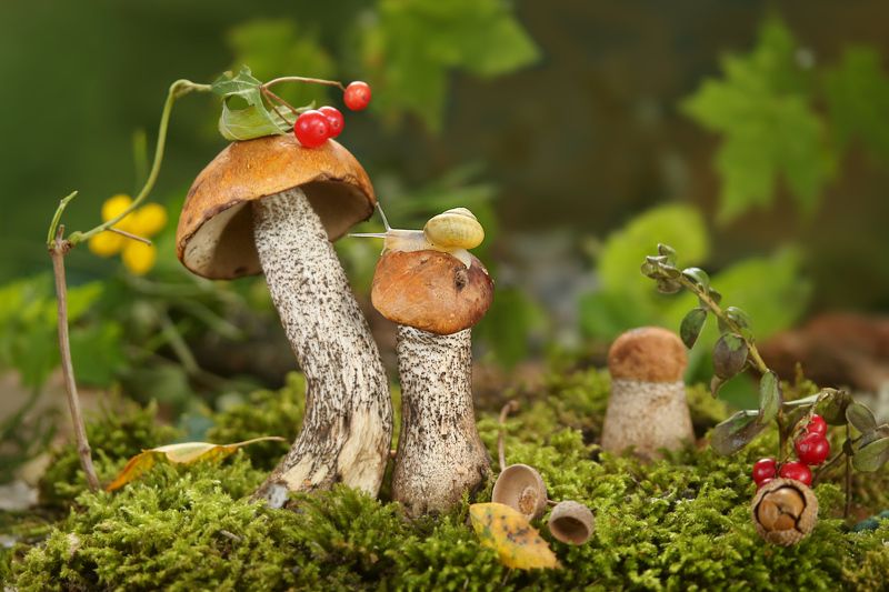 природа, грибы, подосиновики, мох, улитка, листья Подосиновичкиphoto preview