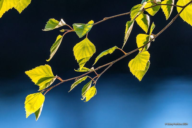 весна, май, первая зелень, контровой свет, лес, лесная река, мещёра, рязанская область. Майские этюдыphoto preview