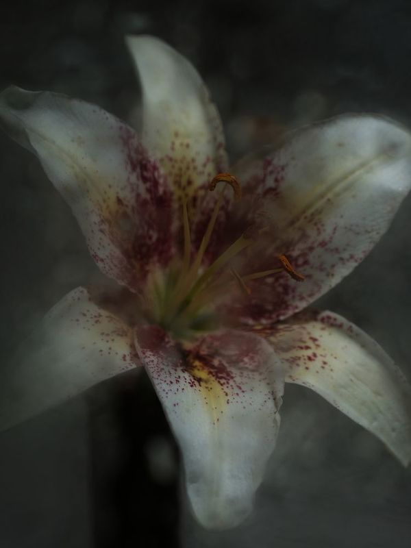 Портрет Лилииphoto preview