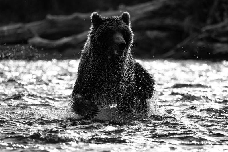медведь, Камчатка, озеро, солнце, рыбалка, хищник В солнечных лучахphoto preview