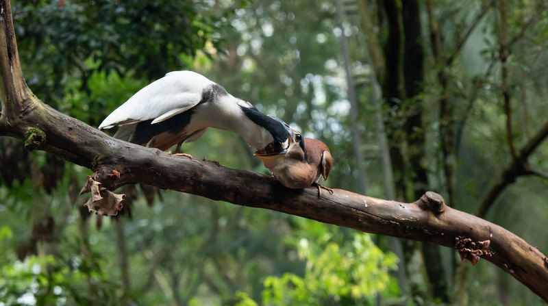 Кормлениеphoto preview