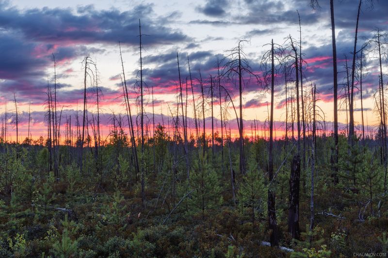 пейзаж, природа, закат, болото, сосны, облака Призраки пожараphoto preview