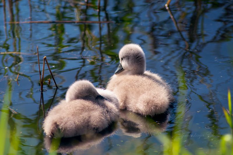 ребята-лебедятаphoto preview