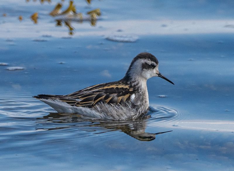 птицы, кулик, круглоносый плавунчик, териберка Круглоносый плавунчикphoto preview