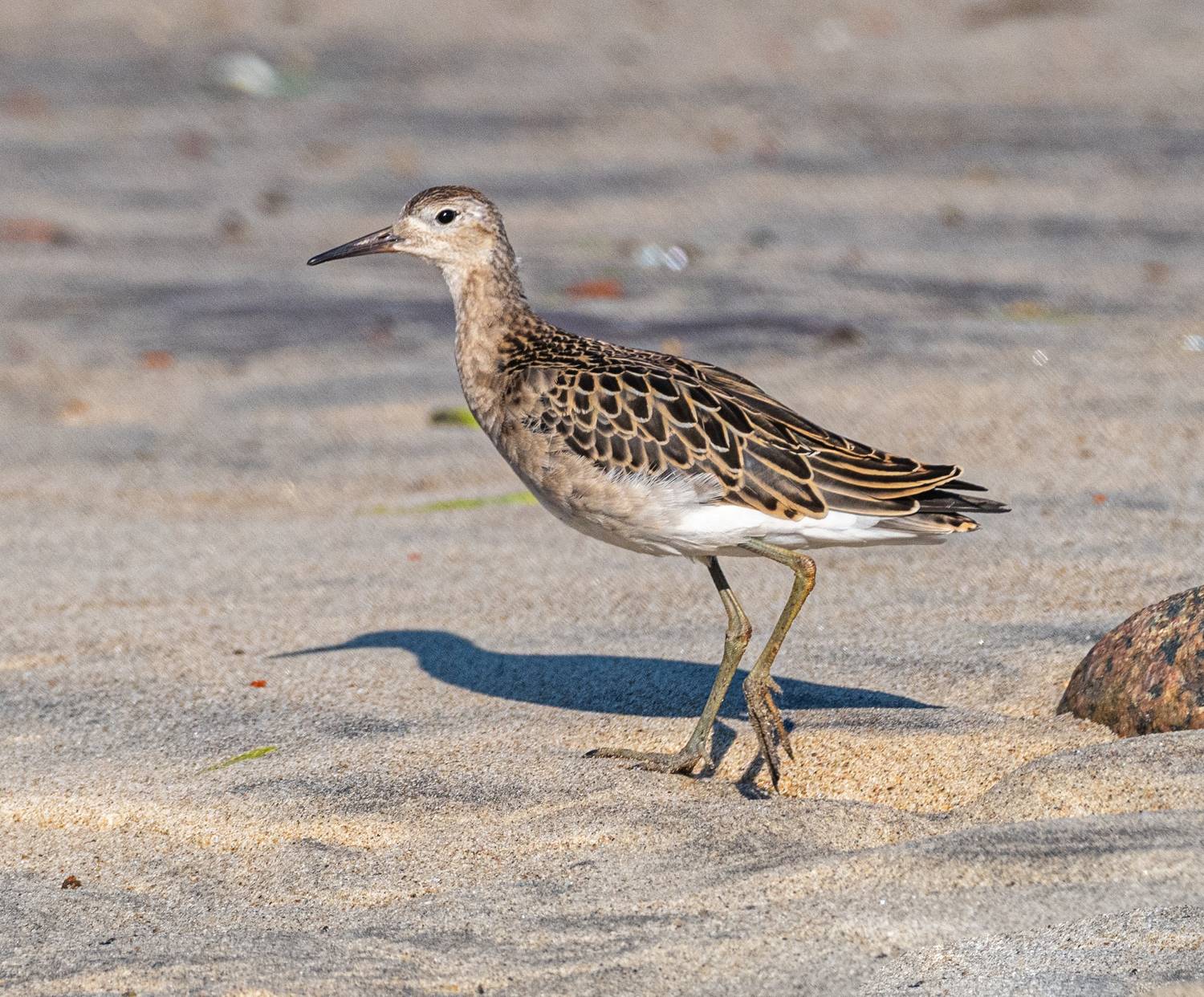 птицы, турухтан, кулик, териберка, Савчук Сергей