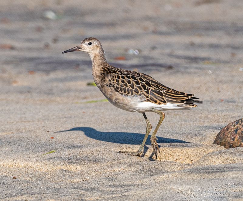 птицы, тарухтан, кулик, териберка Тарухтанphoto preview