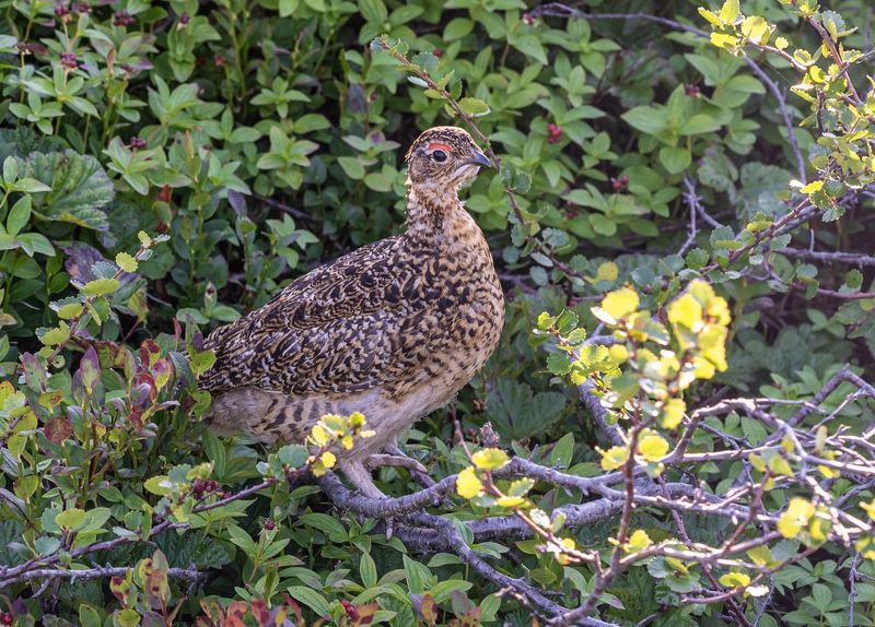птицы, белая куропатка, териберка Белая куропатка птенецphoto preview
