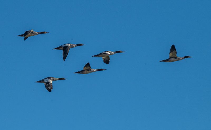 птицы, большой крохаль, териберка Крохали летятphoto preview