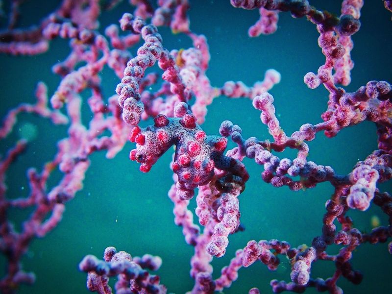 Конек Пигмей 5 ммphoto preview