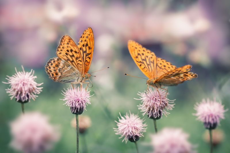 Перламутровкиphoto preview