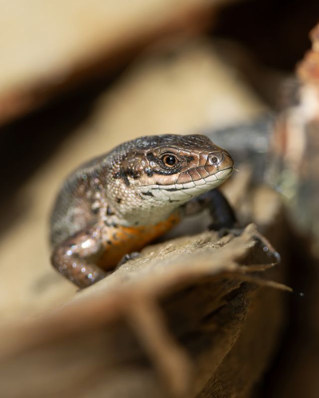 ящерица Ящерка.photo preview