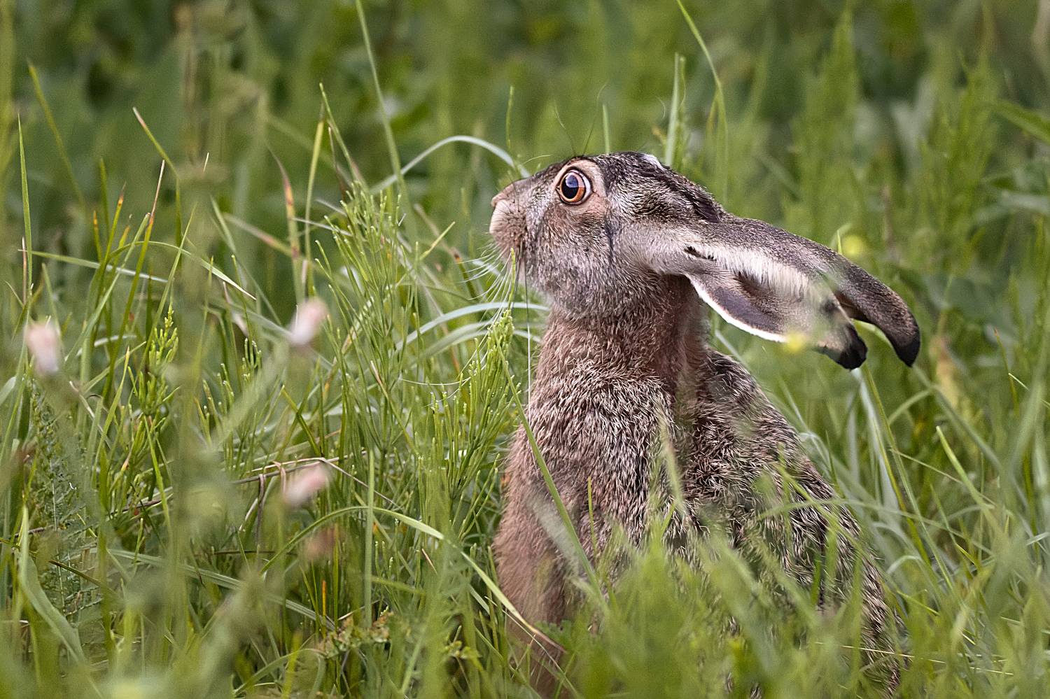 Заяц. Автор: Корнеев Алексей , Корнеев Алексей
