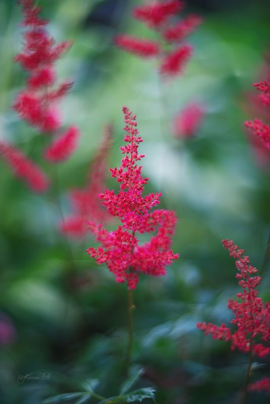 астильба, лето, цветы Яркость контрастаphoto preview