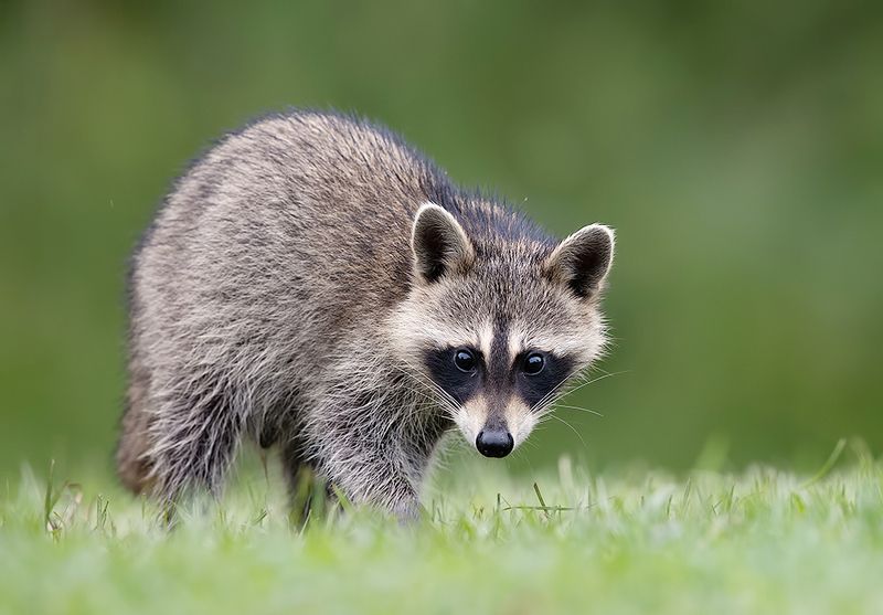 енот обыкновенный, енот-полоскун, raccoon, енот, дикие животные, животные, animals Young Raccoon. Малыш -Енот-полоскун.photo preview