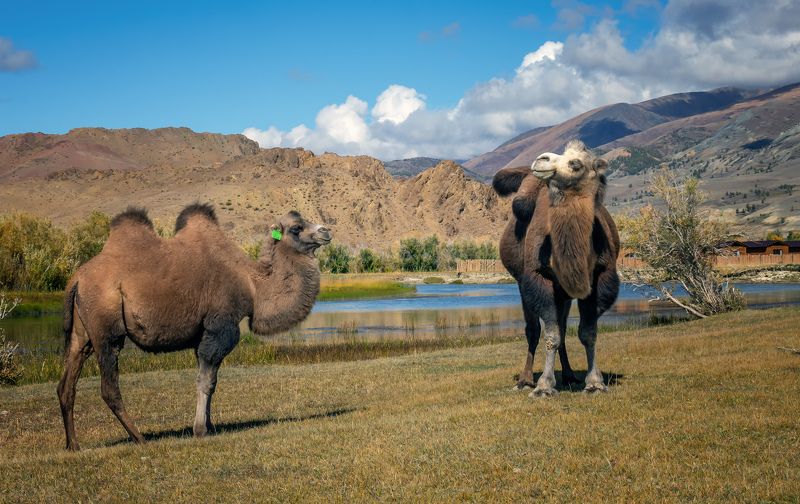 горный алтай,осень,кош-агачский район,двугорбые верблюды Алтайские встречи в пути...photo preview