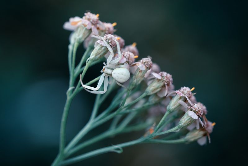 Мой букетик!photo preview