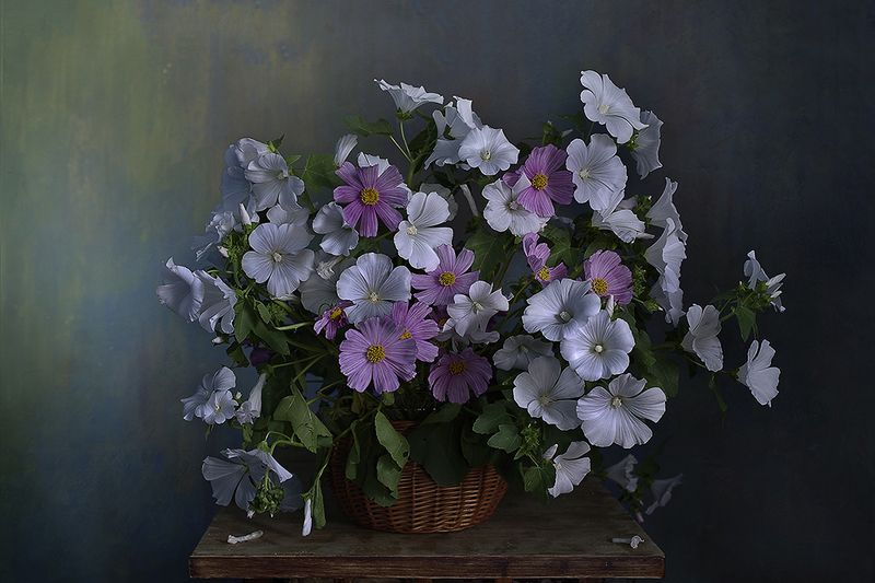 лаватера, космея, вера павлухина, цветы Лаватеры+Космеи☺️photo preview