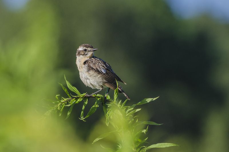 птица, чекан луговой Чекан в июлеphoto preview