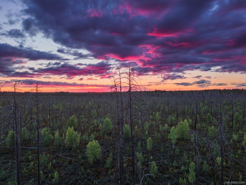 пейзаж, природа, закат, болото, сосны, облака, дрон Призраки пожараphoto preview
