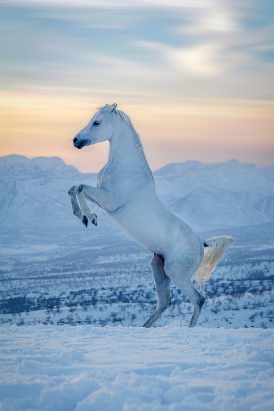 The Horses of Kurdistanphoto preview