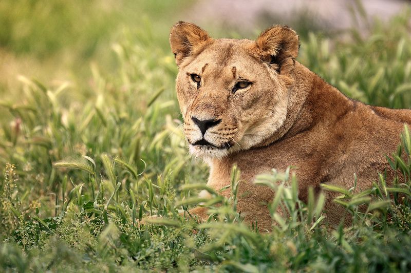 Lionessphoto preview