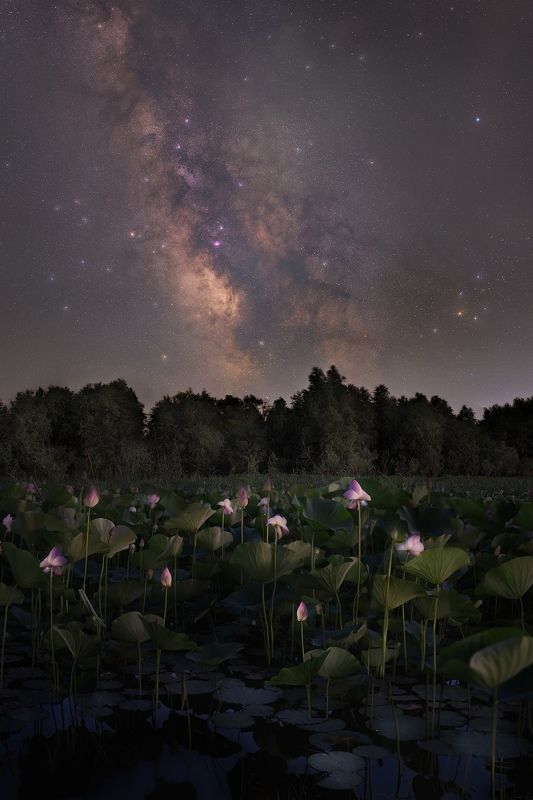 Спящие лотосыphoto preview