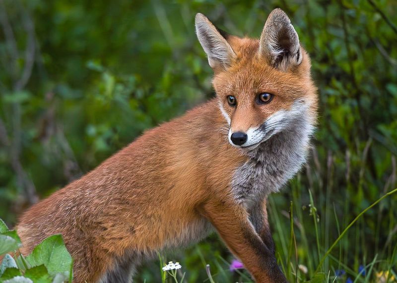 #animals #volpe #fox photo preview