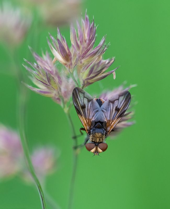 Симпатичная мушкаphoto preview