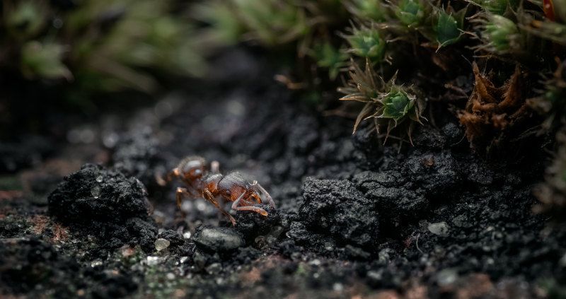 Следопытphoto preview