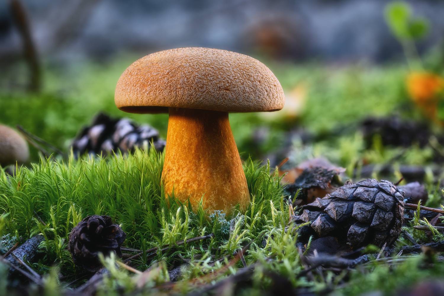 , Нуждин Андрей