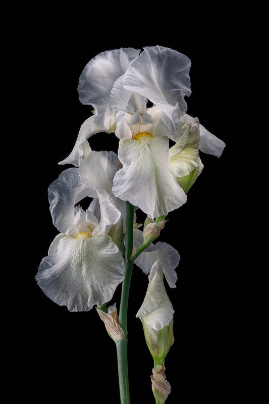 ирис, цветок, цветы, флора ***photo preview