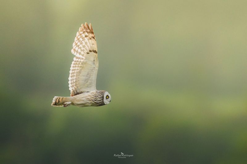 Short eared owlphoto preview