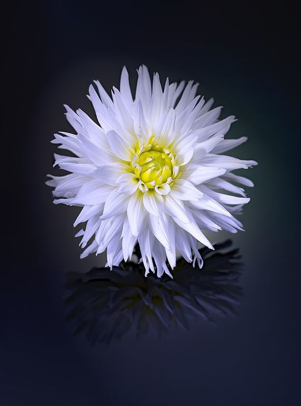 dahlia Георгинphoto preview