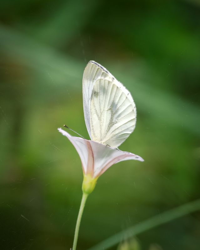 Распустился цветочекphoto preview