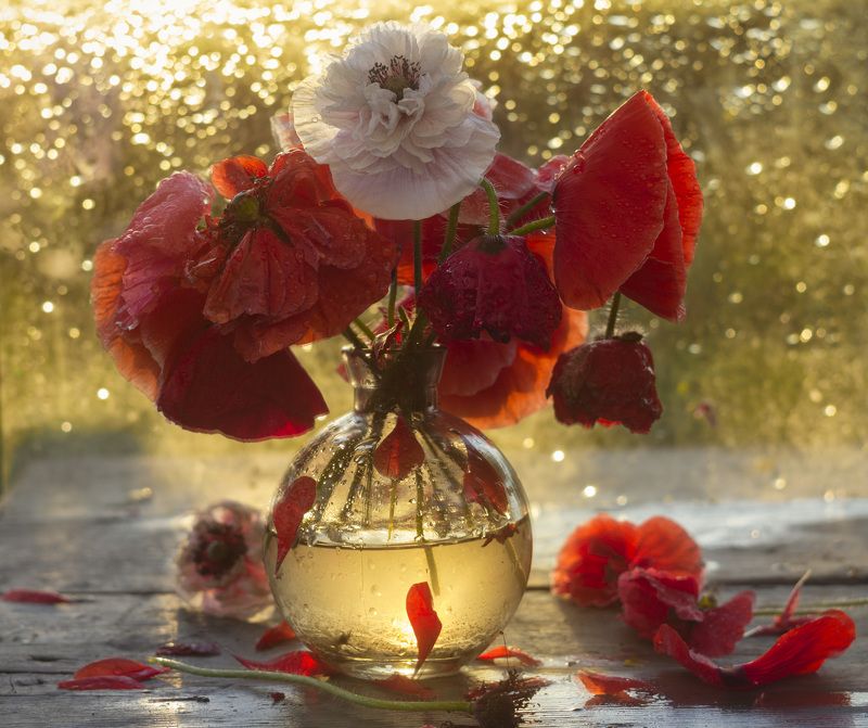 маки, букет, закат, ностальгия Про маки фото превью