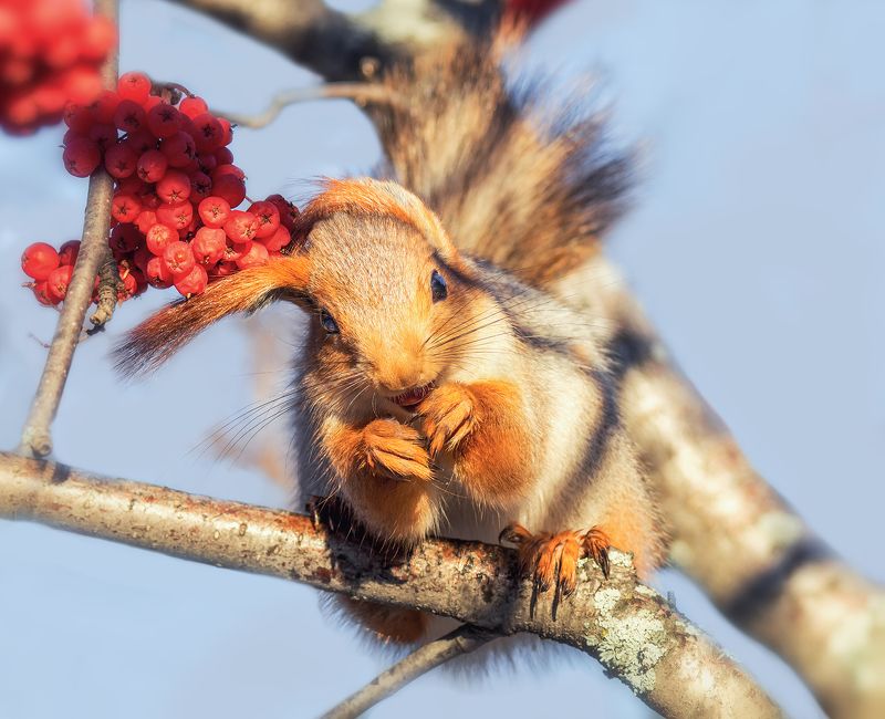 белка, лес, Ушастая шкода.photo preview