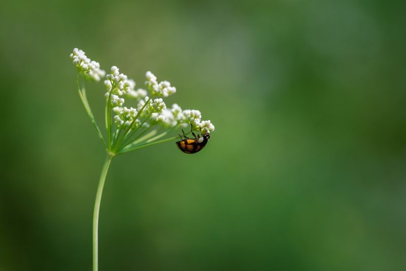 Минимализмphoto preview