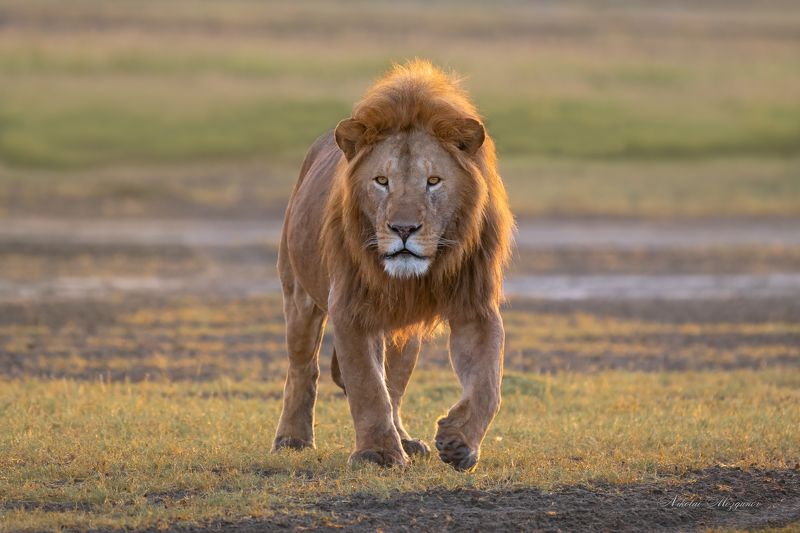 Я здесь главныйphoto preview