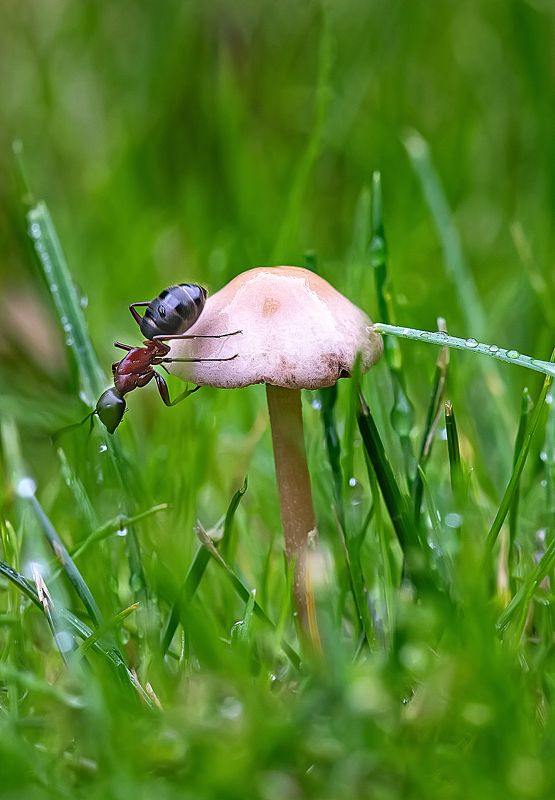 гриб, муравей, макро Грибникphoto preview