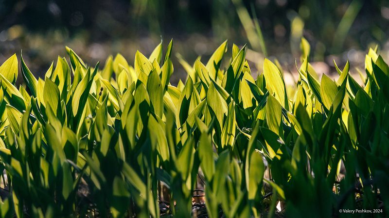 весна, май, ландыши, сон-трава, первая зелень, контровой свет, лес, мещёра, рязанская область. Этюды середины маяphoto preview