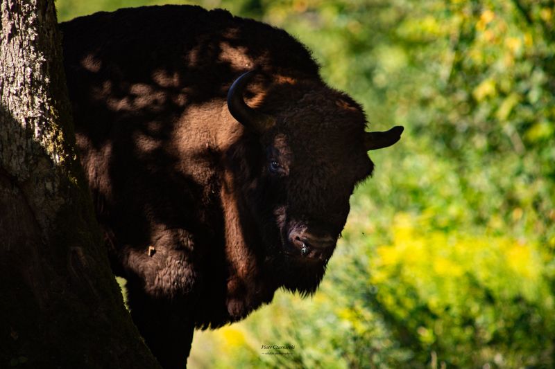 European bison, wisent, bison, mammals, forest, nature, nature photography, animal photography, wilderness, photography European bisonphoto preview