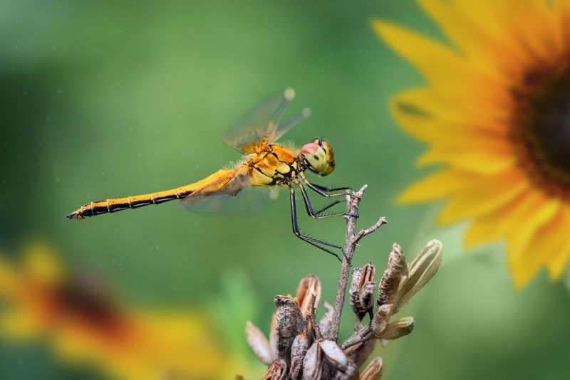 Остановись мгновениеphoto preview