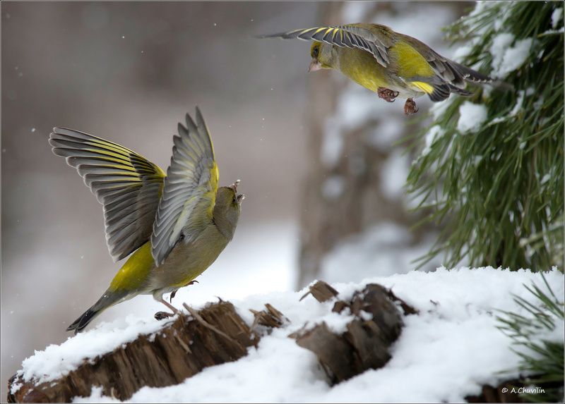 птицы,зеленушки,зима,лети,дальше Лети дальше ) фото превью